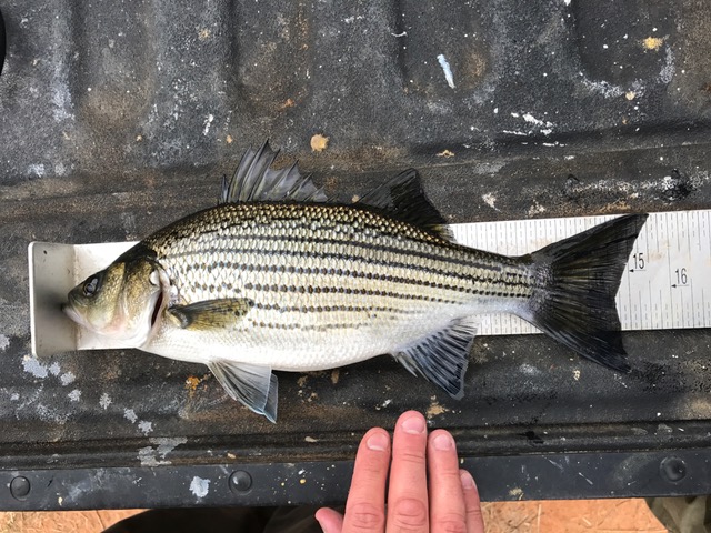 Bass Fishing Tournament at Fort Eisenhoser